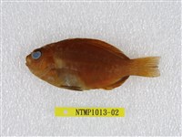 藏品(瓜子鱲)的圖片